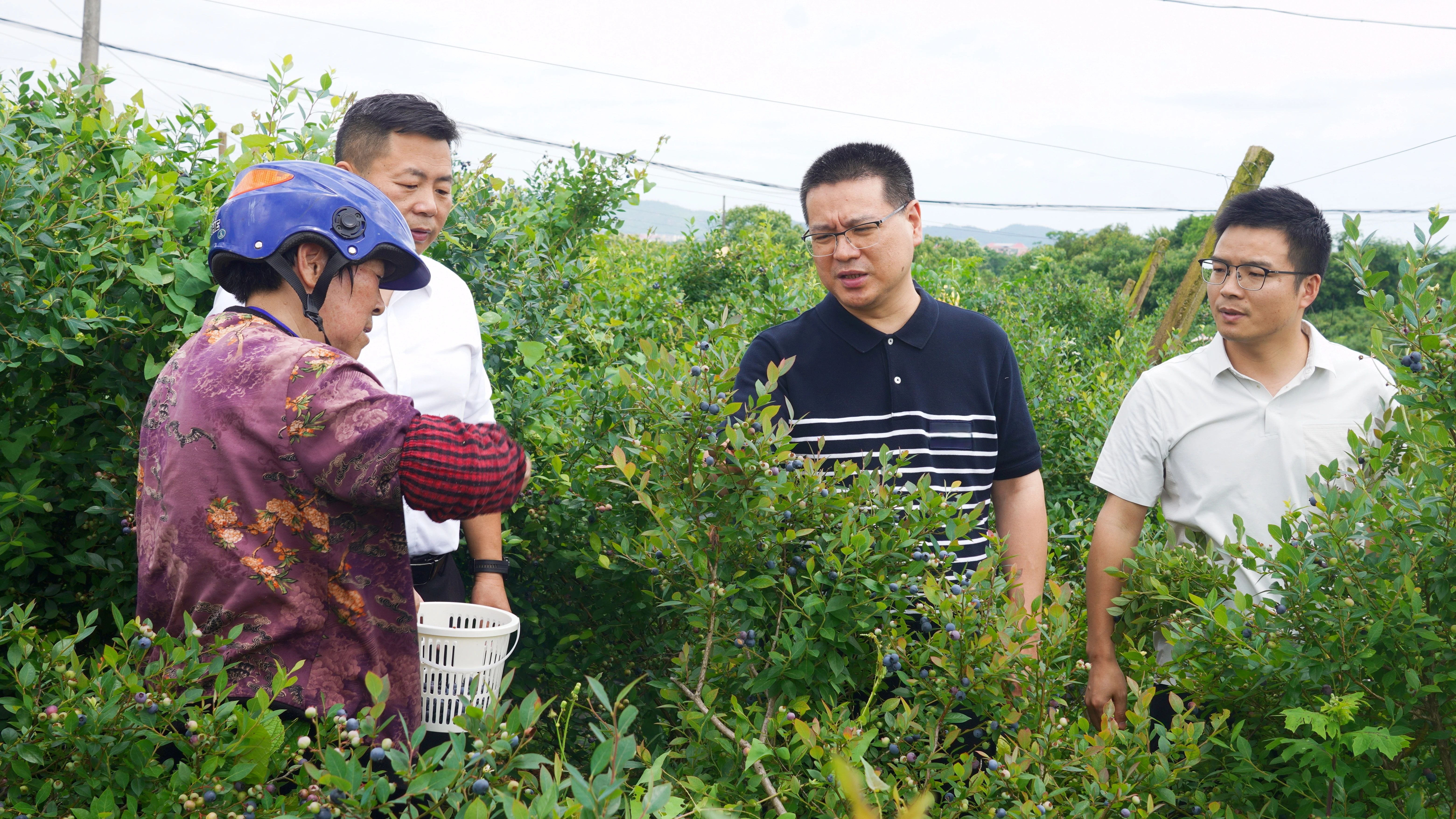 區(qū)委書記彭敏群調(diào)研藍(lán)莓產(chǎn)業(yè)發(fā)展工作